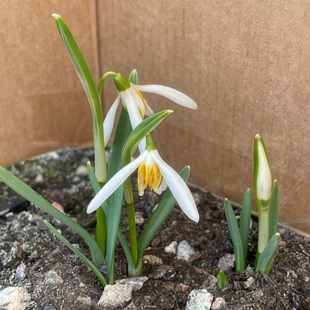 Galanthus nivalis Orange Star