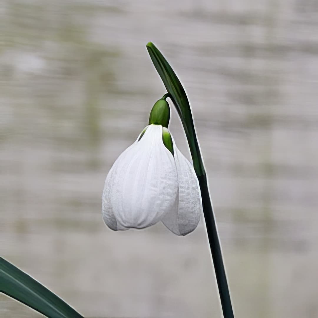 Galanthus plicatus Three Ships