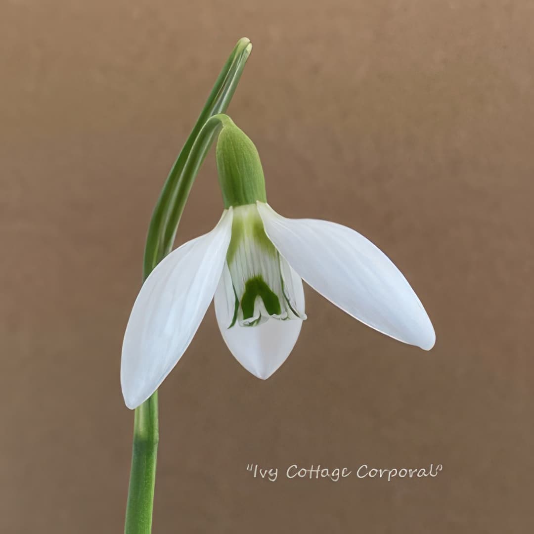 Fridge Magnet - Galanthus Ivy Cottage Corporal (Free P&P)